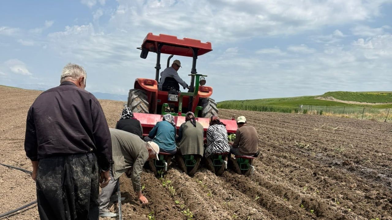 Kahta'da sözleşmeli tütün üretiminde yeni sezon başladı: Kurutmada file vurgusu