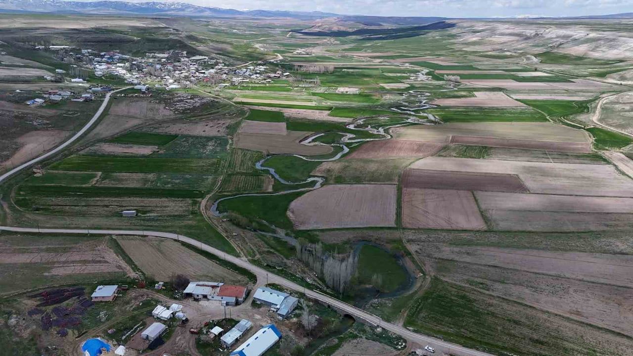 Kangal'daki nadir menderes, ıslah öncesi dronla görüntülendi