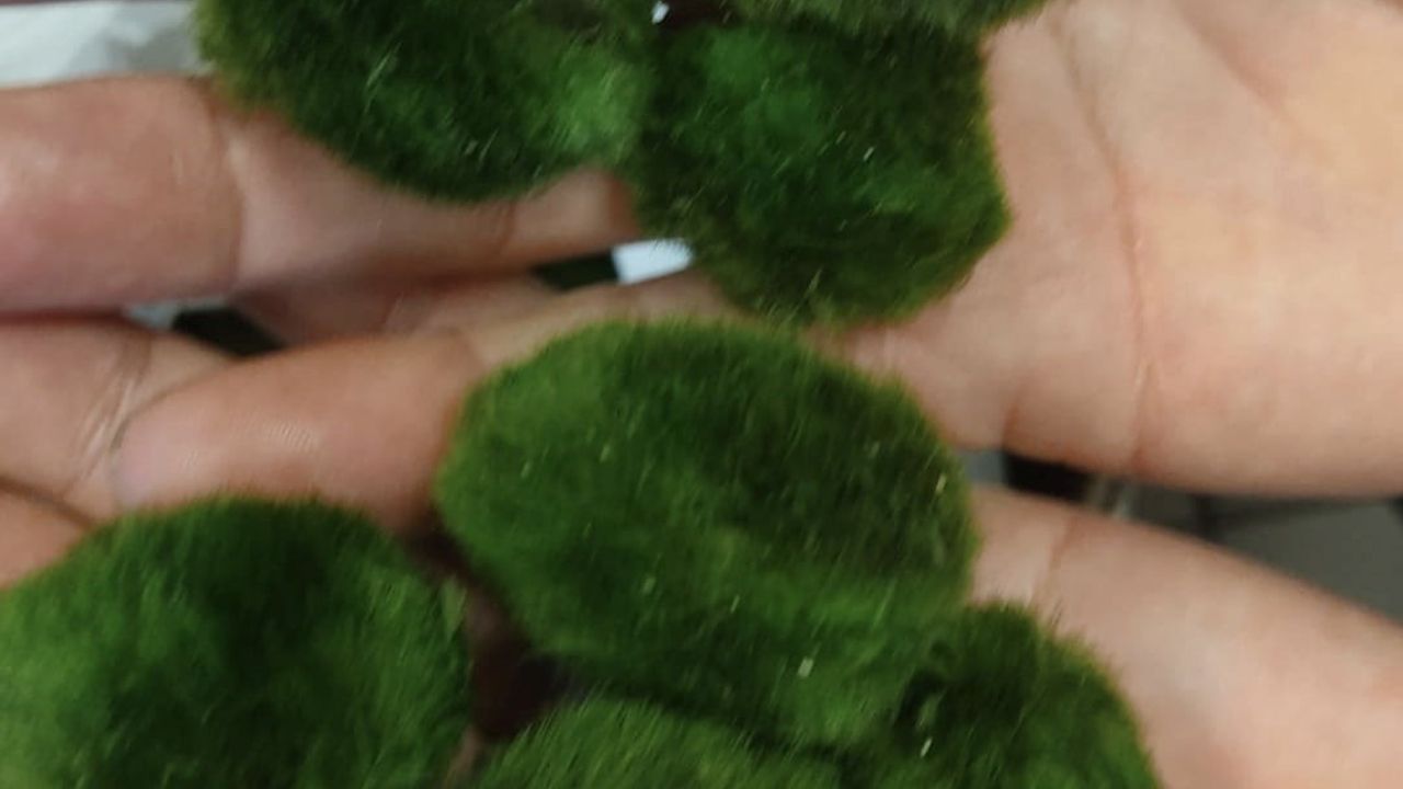 Kapıkule'de yolcu otobüsünde 2 bin 125 canlı yeşil alg ele geçirildi