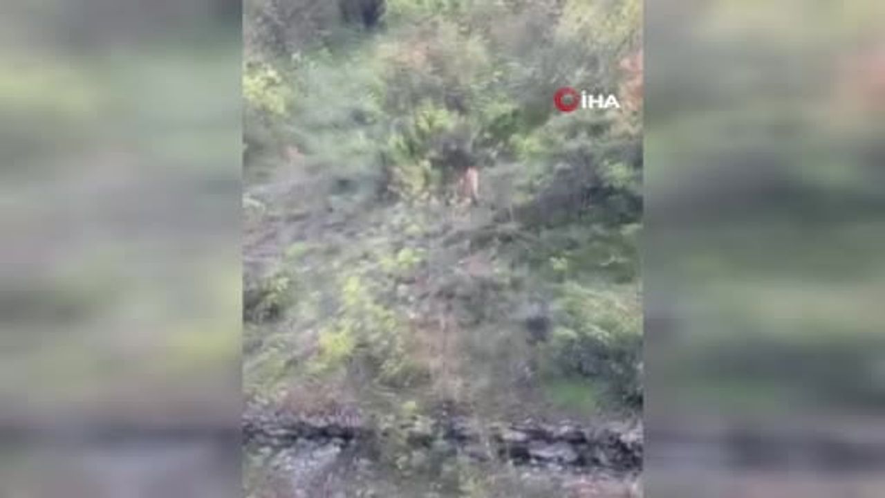 Karabük Bulak Kanyonu'nda Kekik Toplayan Vatandaş Üç Kurtu Cep Telefonuyla Kaydetti