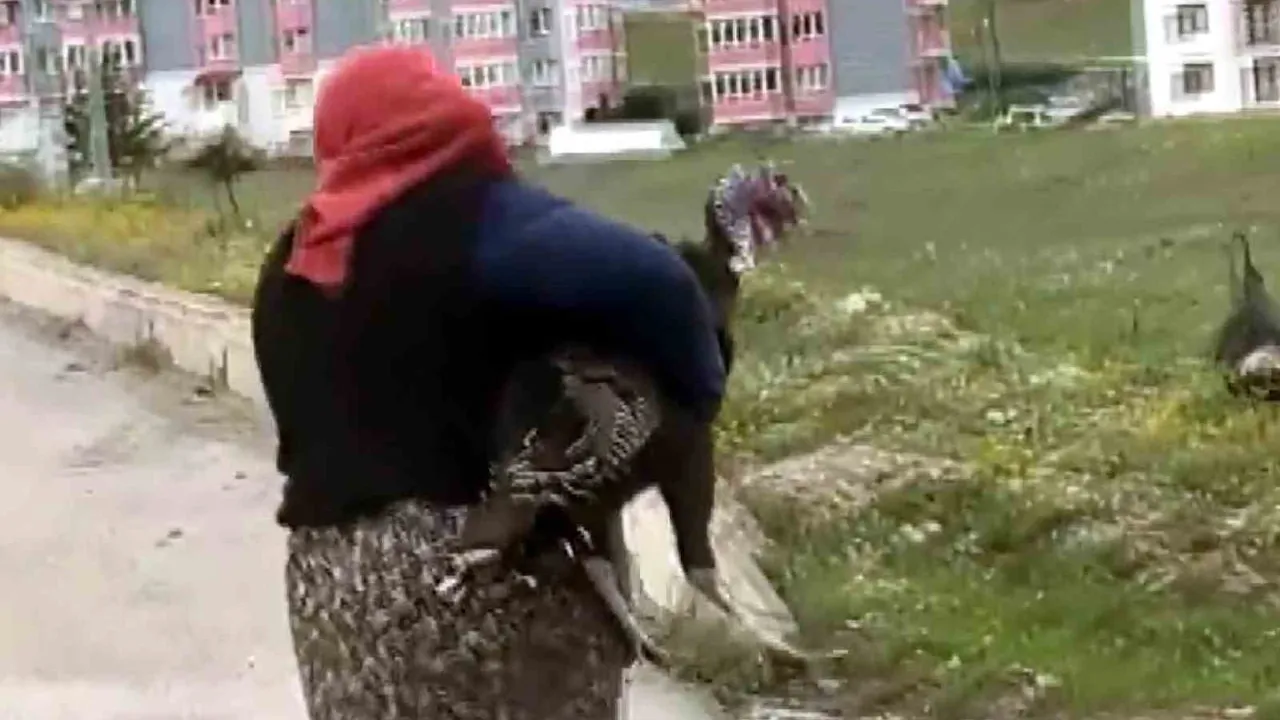 Karabük Eflani'de Hindilerin Yol Ortasındaki Kavgası Trafiği Durdurdu