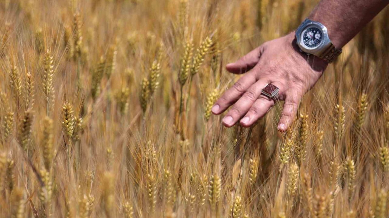 Karacabey Ovası’nda yağışlar verimi artırdı: Buğdayda dekara 900 kilogram beklentisi