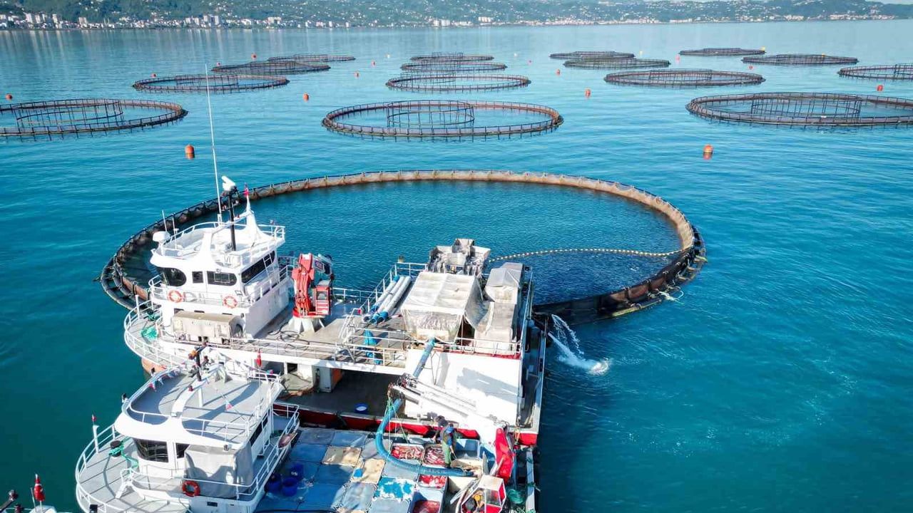 Karadeniz'de hasat başladı: Türk somonu dünya pazarlarında yükseliyor