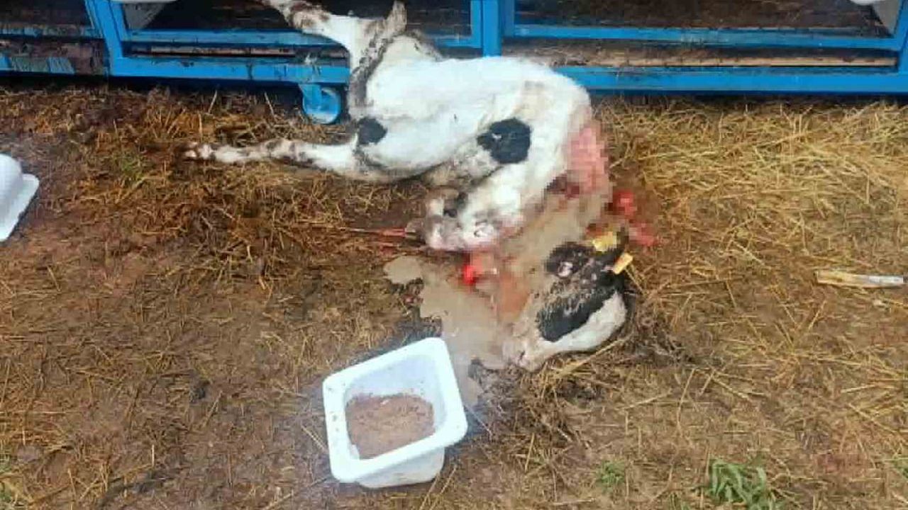 Karapınar'da başıboş köpek saldırısı: 4 aylık buzağı telef oldu