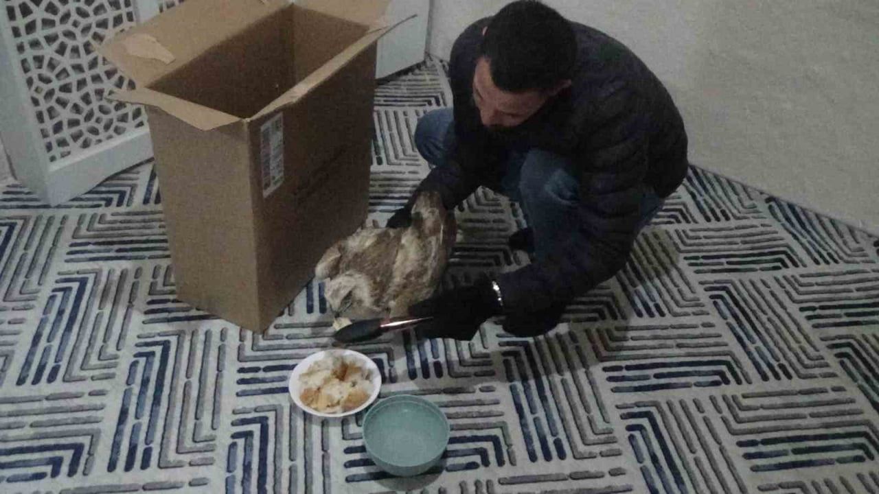 Karapınar'da yaralı kızıl şahin koruma ekiplerine teslim edildi