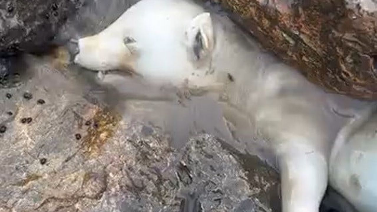 Karasu'da 'kutup ayısı yavrusu' zannedilen canlının gerçekliği ortaya çıktı