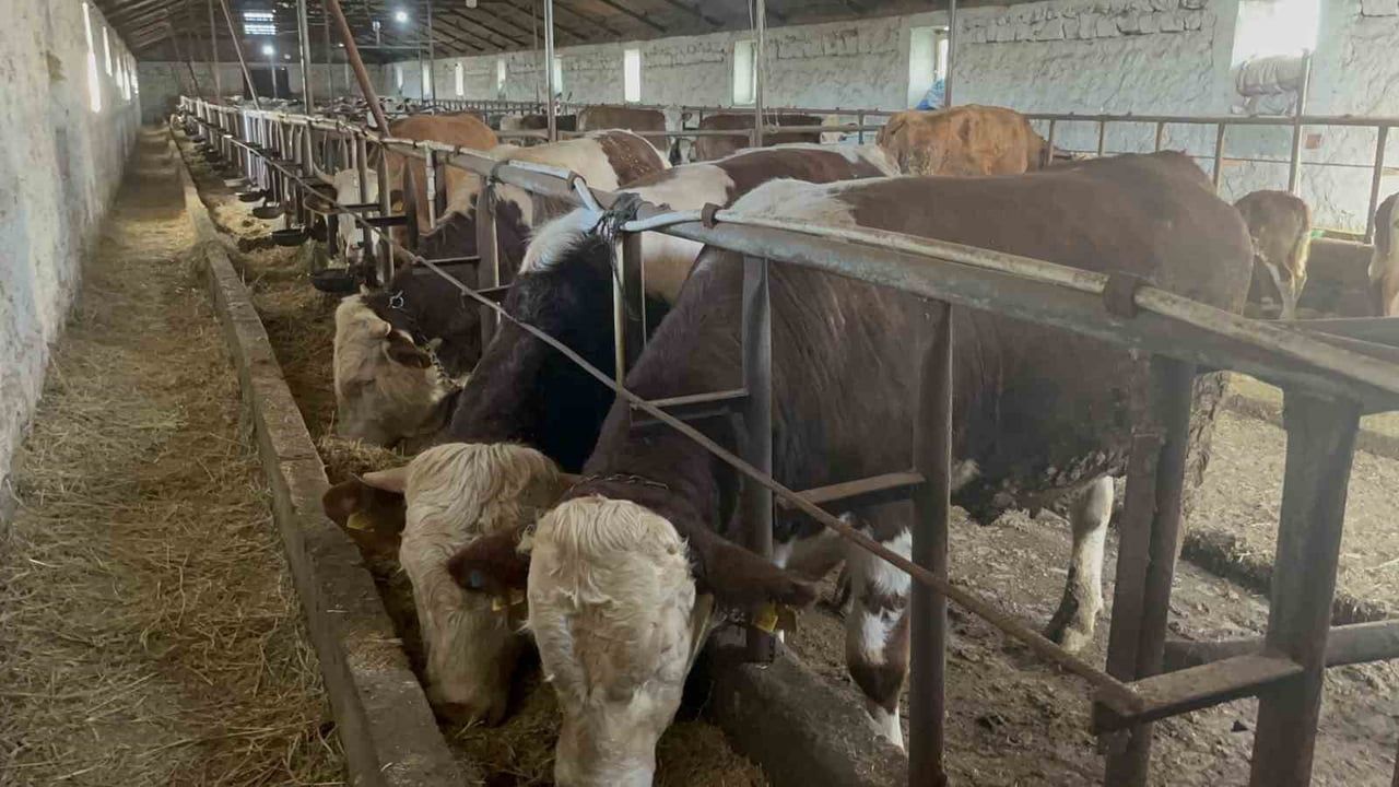 Kars’ta 600 kiloluk 'Varto' kurbanlık: Simental boğa 250 bin TL'ye alıcı bekliyor