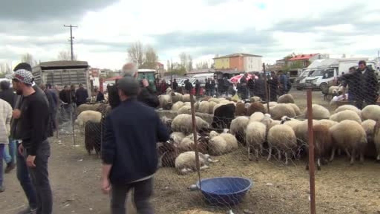 Kars'ta Kurban Pazarı Son Günü: 700 Kiloluk Süslenmiş Düve İlgi Odağı