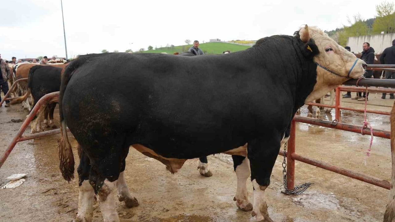 Kastamonu Hayvan Pazarı’nda Kurban Bayramı Öncesi Hareketlilik: 850 kg 'Polat' 340 Bin TL’ye Satıldı