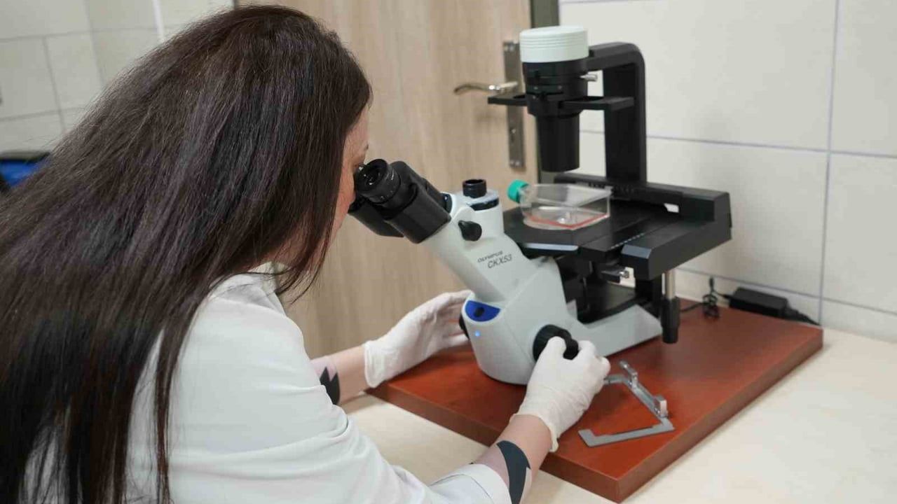 Kastamonu mantarlarıyla basınç ülseri tedavisi için mantar bazlı patch geliştiriliyor