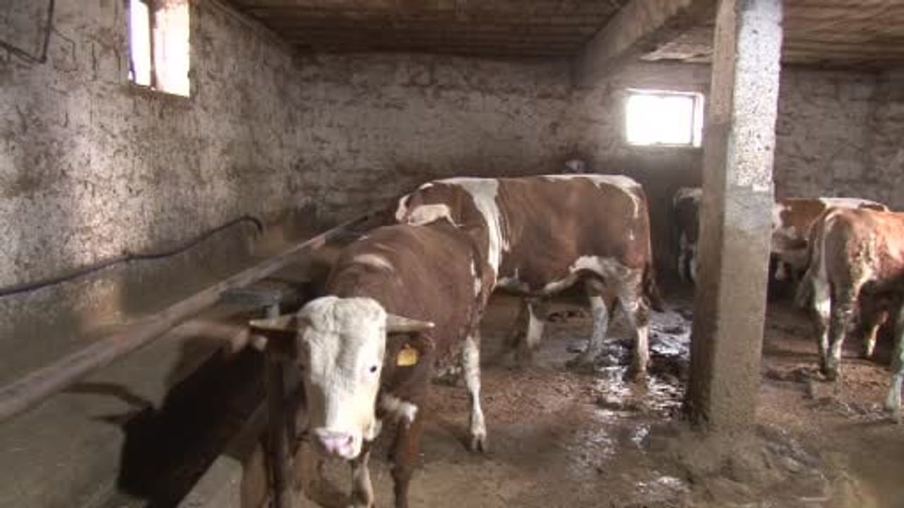 Kayseri'de 1 tonluk 'Kocaoğlan' kurbanlık alıcısını bekliyor