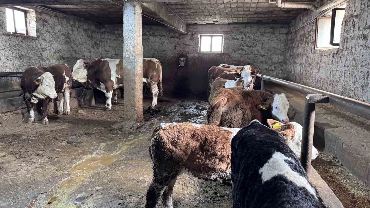Kayseri'de 1 tonluk 'Kocaoğlan' kurbanlık boğa alıcısını bekliyor
