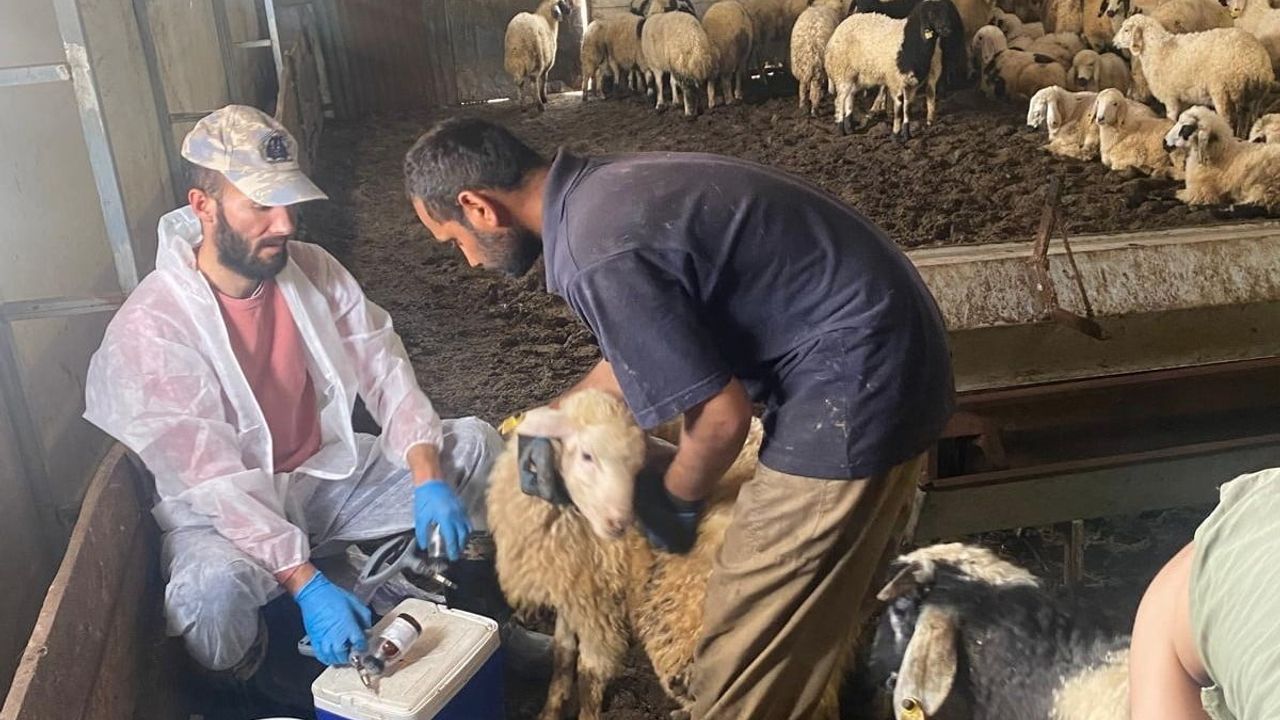 Kemah'ta küçükbaş hayvanlara yönelik aşılama ve küpeleme çalışması