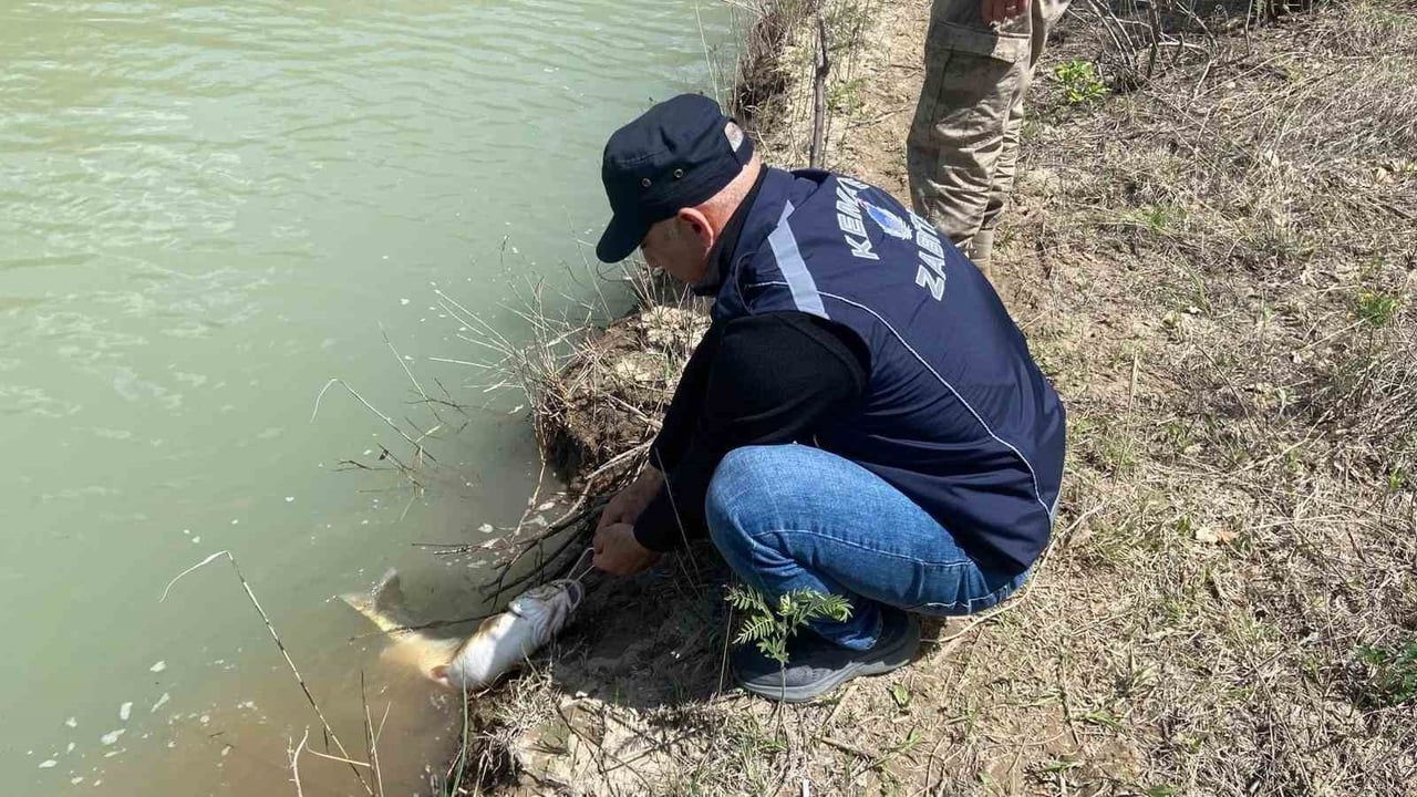 Kemaliye'de Karasu Nehri'nde su ürünleri denetimi: kaçak avcılıkla mücadele