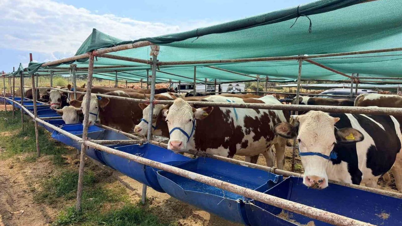 Kepez’de Kurban Pazarları Hizmete Açıldı