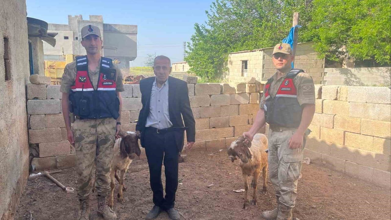 Kilis’te kaybolan 2 koyun jandarma tarafından bulunup sahibine teslim edildi