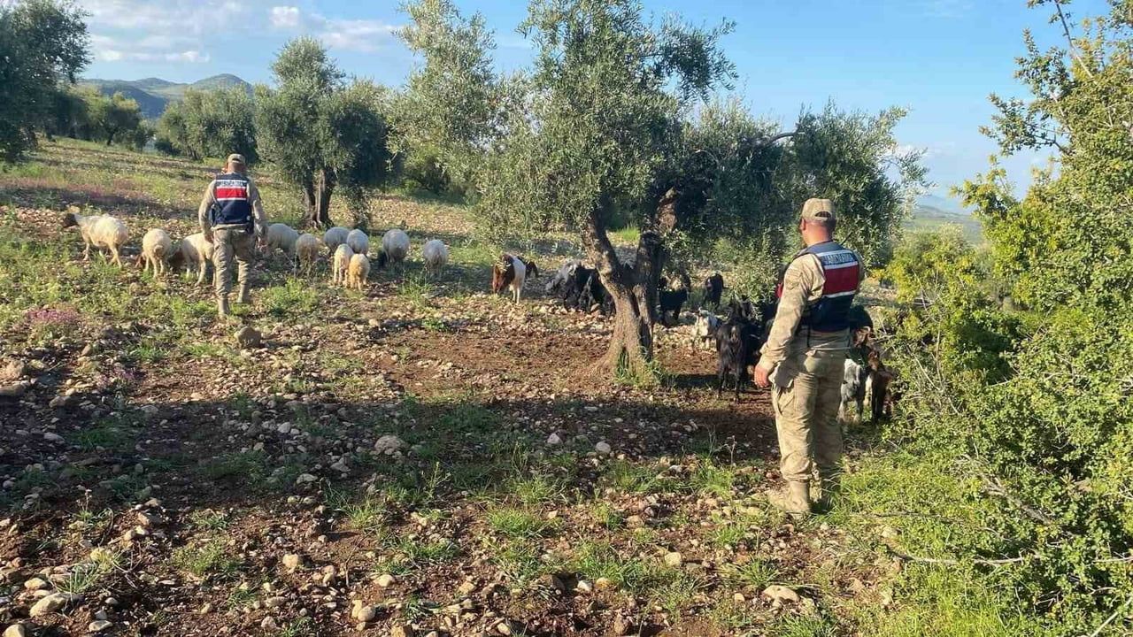 Kilis'te kaybolan 90 küçükbaş hayvan jandarma tarafından bulundu ve teslim edildi