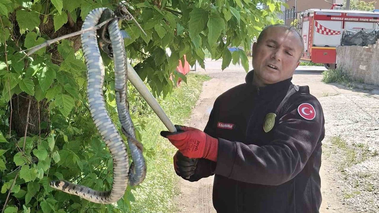 Kırıkkale'de İtfaiye Ekipleri Ağaçtaki Yılanı Alarak Kuş Yavrularını Kurtardı