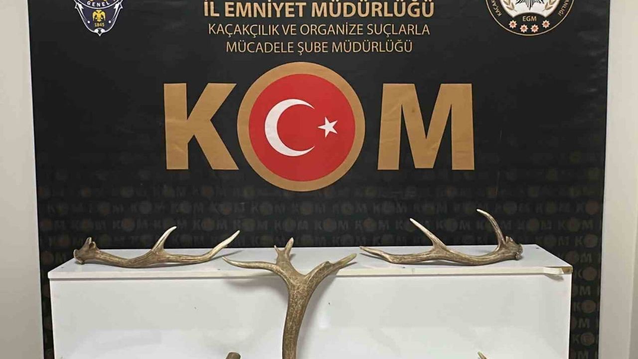 Kırşehir'de iş yerinde 7 kızıl geyik boynuzu ele geçirildi