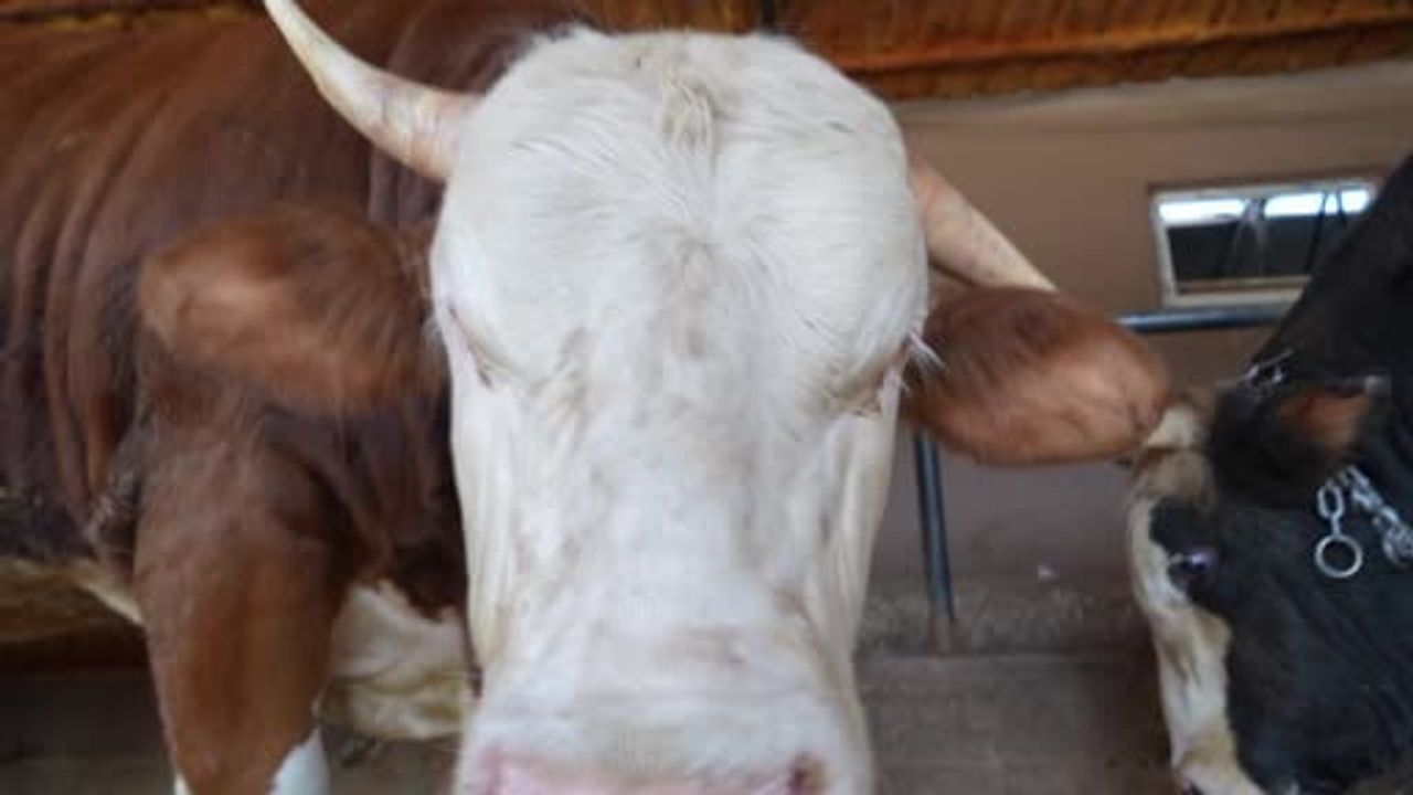 Kocaeli çiftliğinde 1 ton 300 kiloluk 'Gravyer' tosun alıcıların ilgisini çekiyor