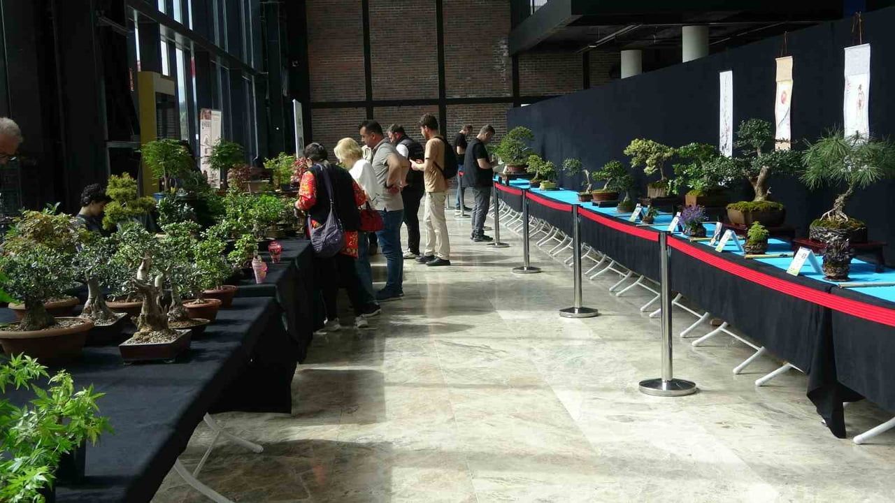Kocaeli'de bonsai sergisi: Eserlerin değeri 500 bin TL'den 1 milyon TL'ye kadar çıkıyor