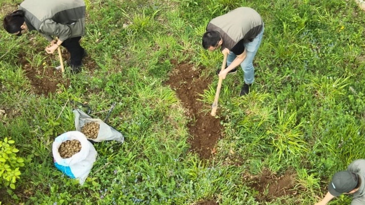 Kocaeli’de İzinsiz Salep Yumrusu Toplama: 40 Kilo Ele Geçirildi, 699 Bin 245 TL Ceza