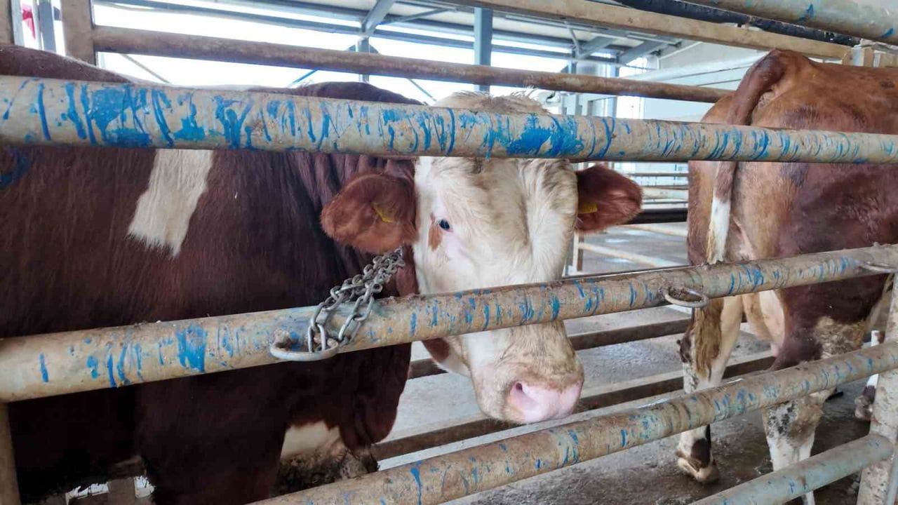 Kocaeli'de Kurban Kesim Başvuruları 11 Mayıs'ta Başlıyor