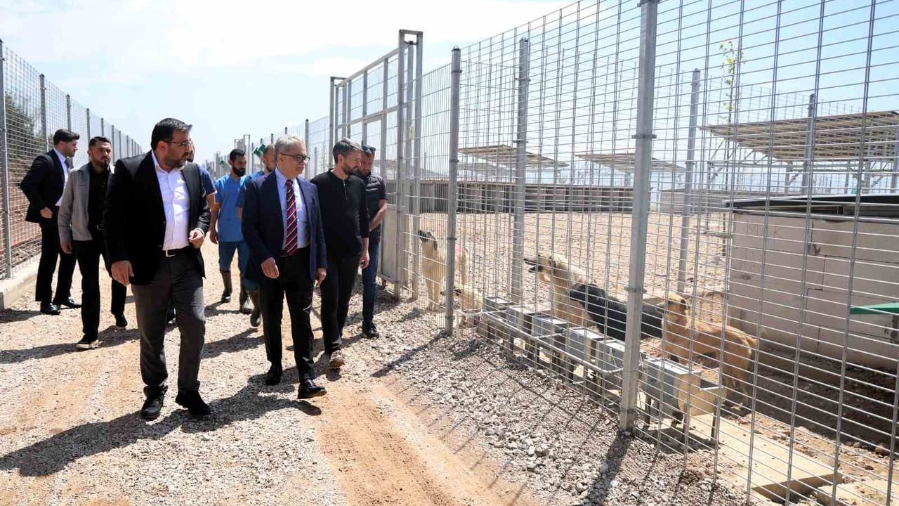 Kocaeli Umuttepe'de 650 Kapasiteli Sahipsiz Hayvan Barınağı Hizmete Açıldı