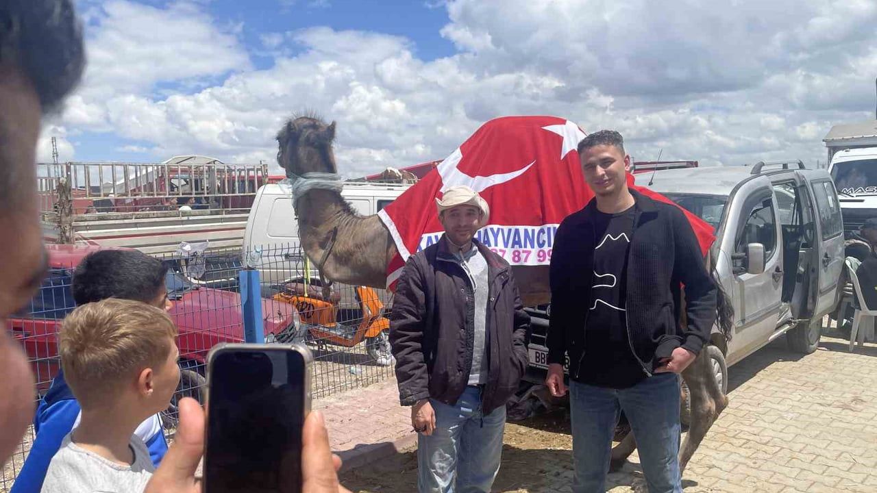 Konya Meram'da 780 kiloluk deve 330 bin TL'ye satıldı