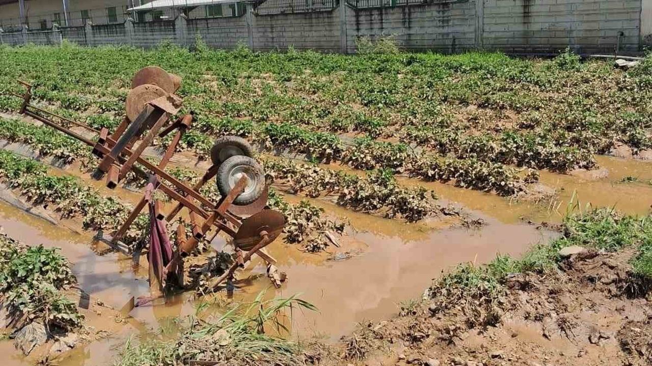 Köşk’te sağanak sonrası tarım arazilerinde hasar tespiti başlatıldı