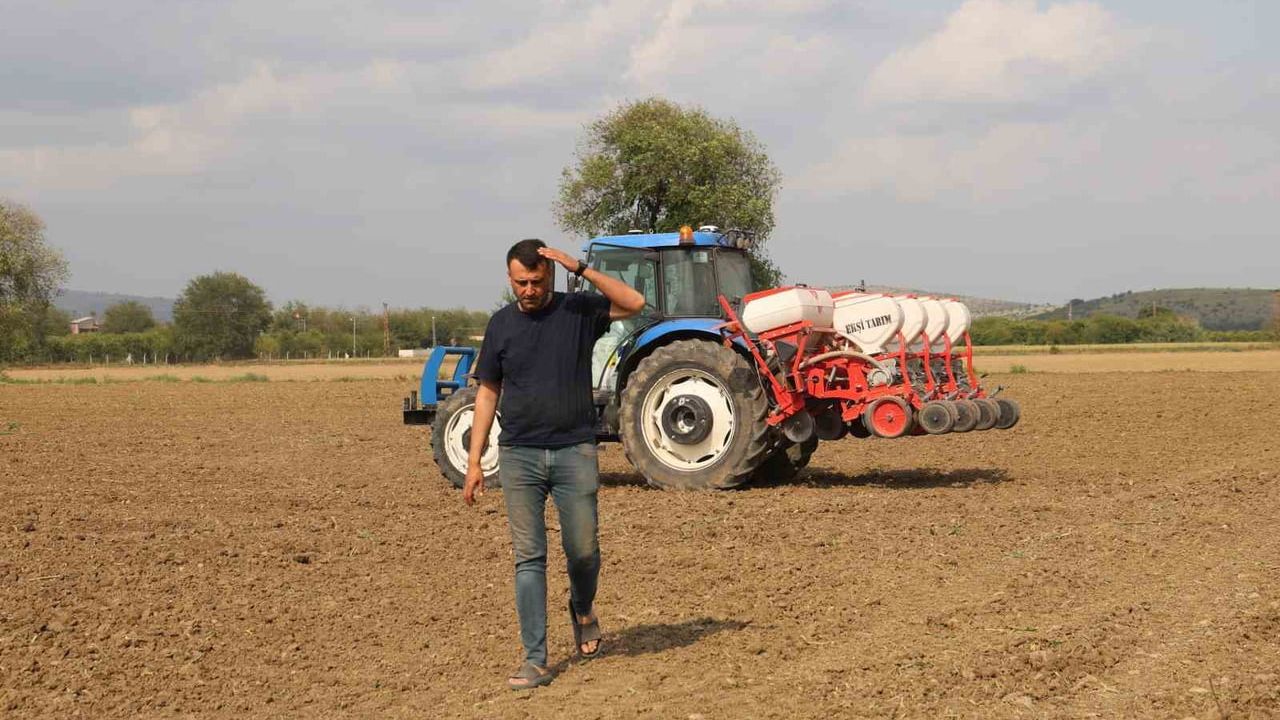Kozan'da dolu mısır üretimini vurdu; çiftçiler ayçiçeğine yöneldi