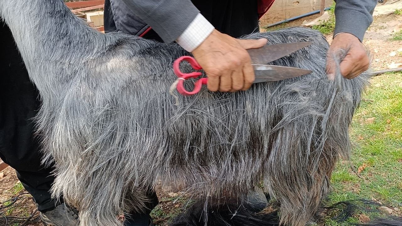 Kozan'da keçiler yaz mevsimine hazırlanıyor: küçük üreticiler kırkıma başladı