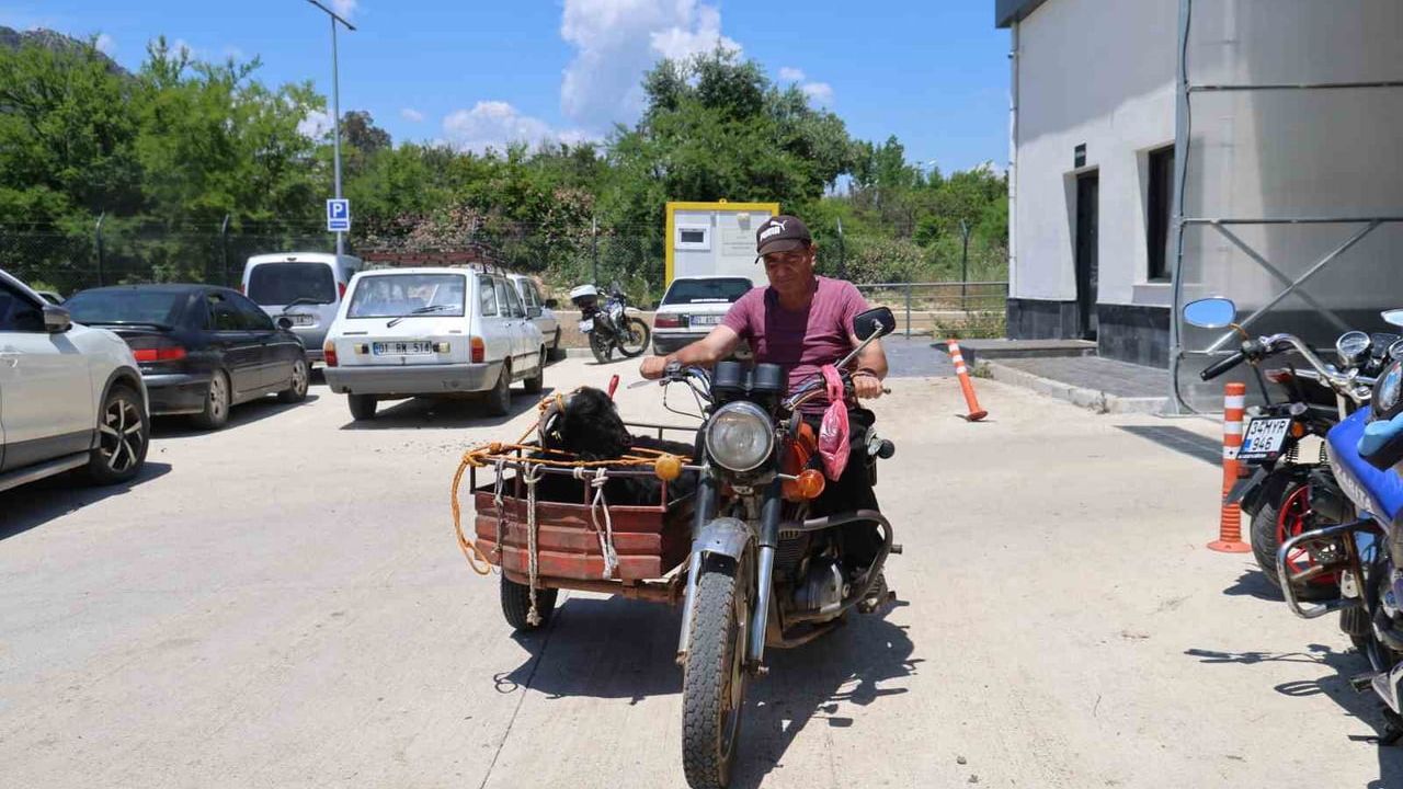 Kozan'da kurbanlıkların sepetli motosiklet ve otomobillerle taşınması ilgi çekti