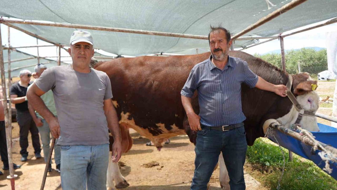 Kurban Bayramı Arefesinde Antalya Çamlıca Hayvan Pazarı'nda Fiyatlar ve Pazarlıklar