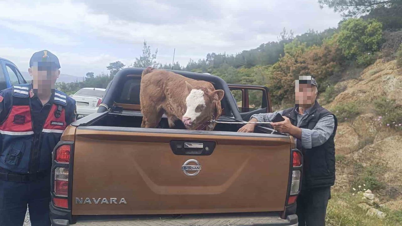 Kurban Bayramı öncesi çalınan büyükbaş hayvan jandarma tarafından bulunup sahibine teslim edildi