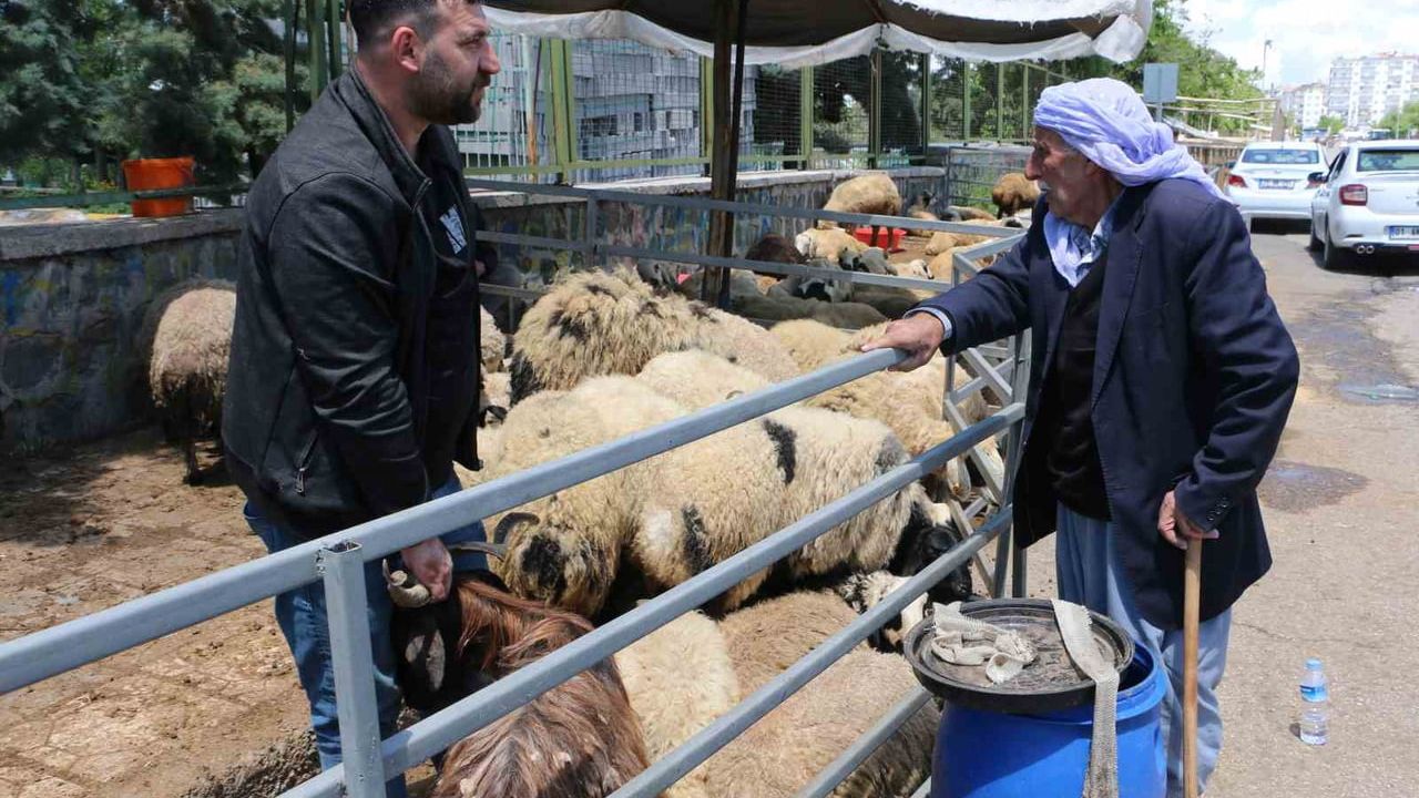 Kurban Bayramı öncesi hayvan pazarında sakinlik — Satıcılar bayrama yakın hareketlilik bekliyor
