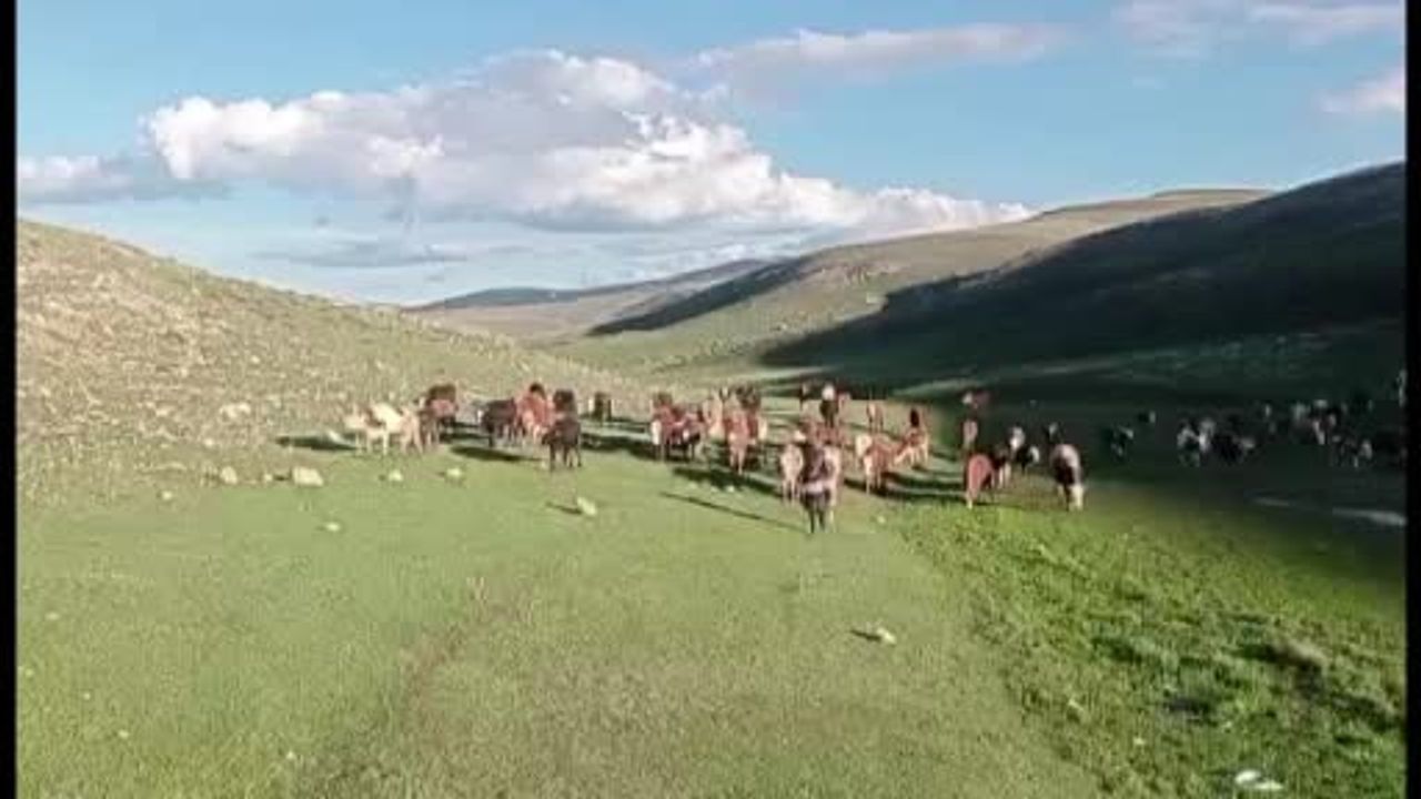 Kurban Bayramı öncesi sosyal medya dolandırıcılığı: Kurbanlık alımında dikkat edilmesi gerekenler
