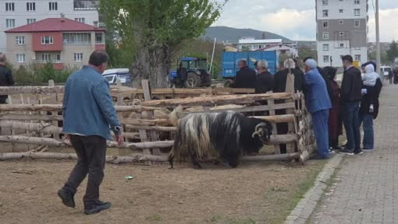 Kurban Bayramı Öncesi Uyarılar: BEÜ’lü Veteriner Şevket Soylu’dan Hayvan Seçimi, Kesim ve Hijyen Önerileri
