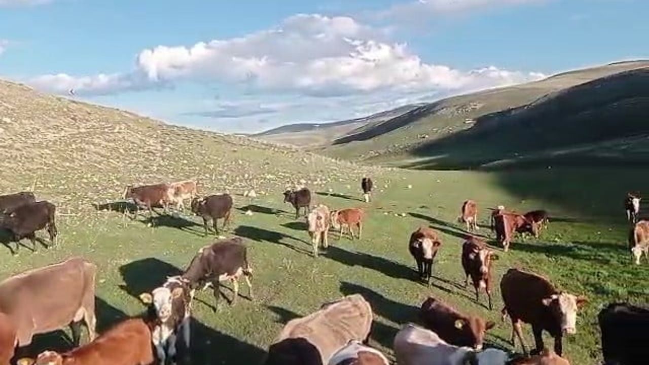 Kurban satışlarında sosyal medyada yeni dolandırıcılık: Sahte ilanlarla alıcı ve besici mağdur