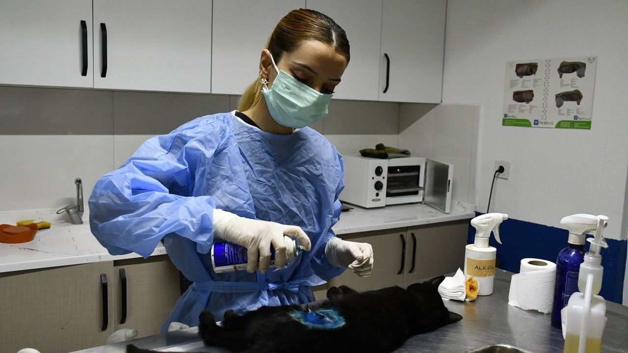 Kuşadası’nda Davutlar Kedi Kısırlaştırma Merkezi: Sokak Hayvanlarına Ücretsiz Sağlık Hizmeti