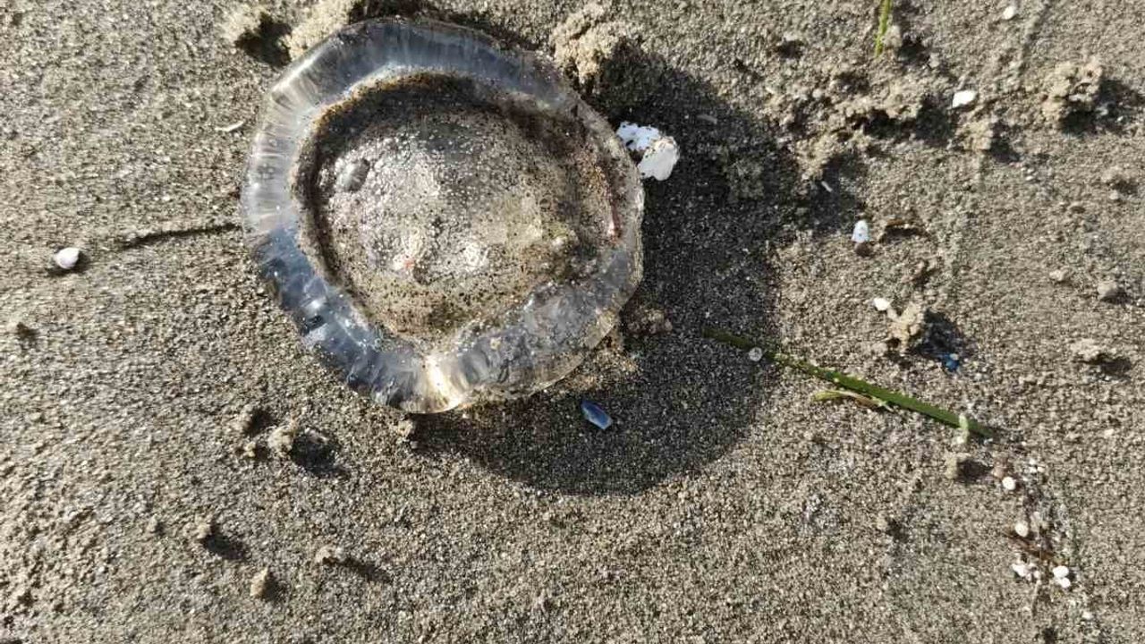 Kuşadası–Selçuk kıyılarında binlerce denizanası sahile vurdu