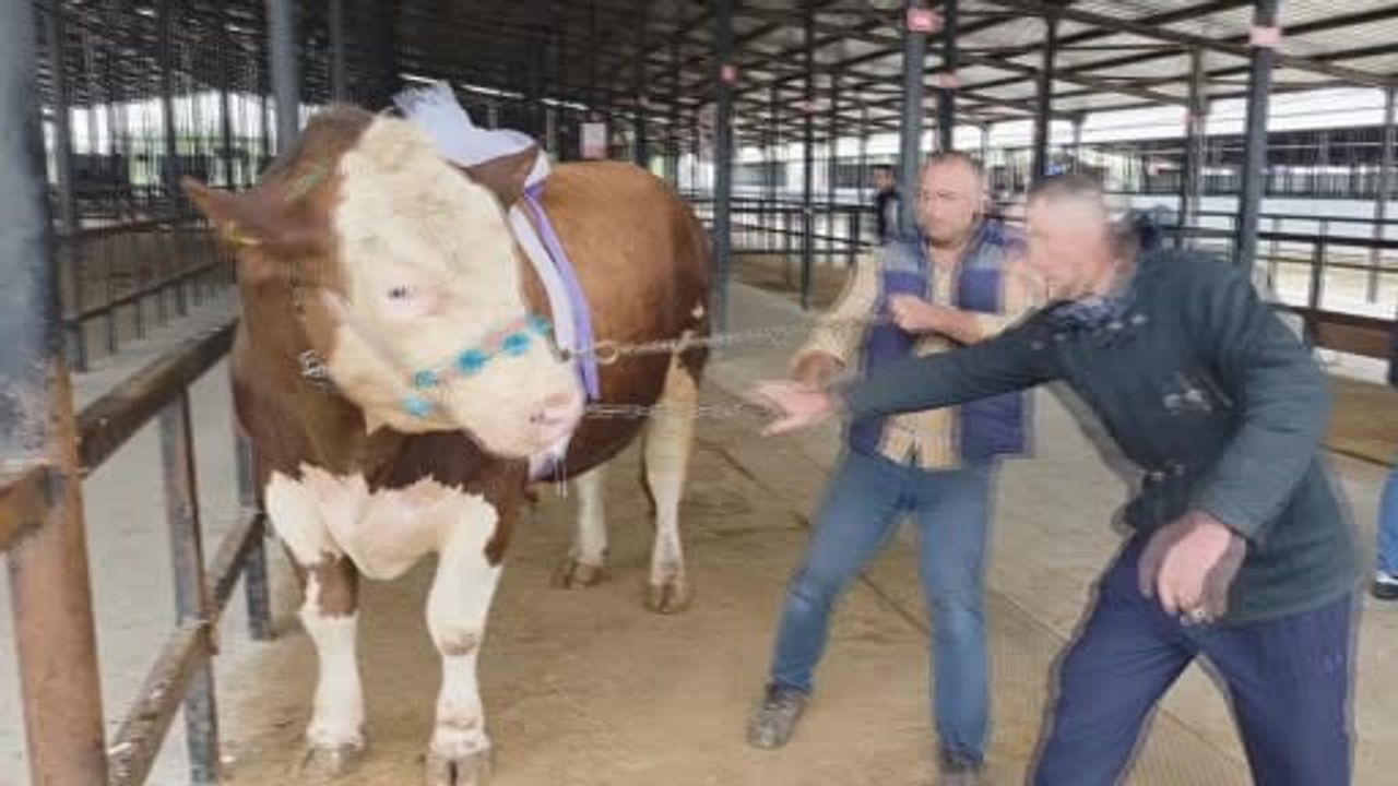 Kütahya'da 1,4 tonluk Simental tosun 600 bin TL'ye satıldı