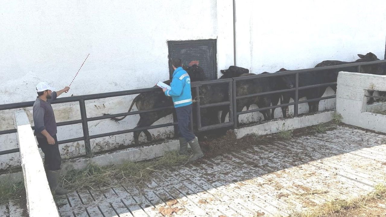 Kütahya’da ithal besilik danalarda millileştirme: aşılama, sağlık kontrolü ve kan numunesi alımı tamamlandı
