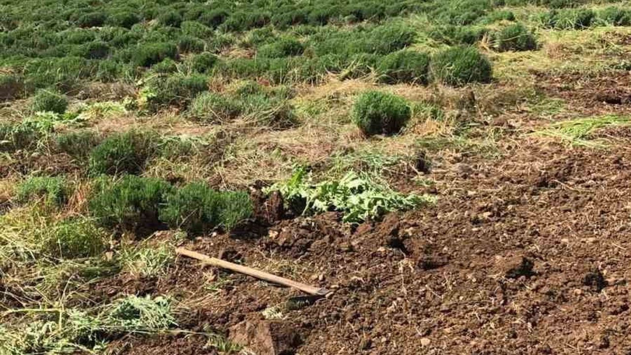 Lalapaşa’da kıraç araziler lavanta tarlasına dönüştü: Kadın kooperatifinin üretim hamlesi