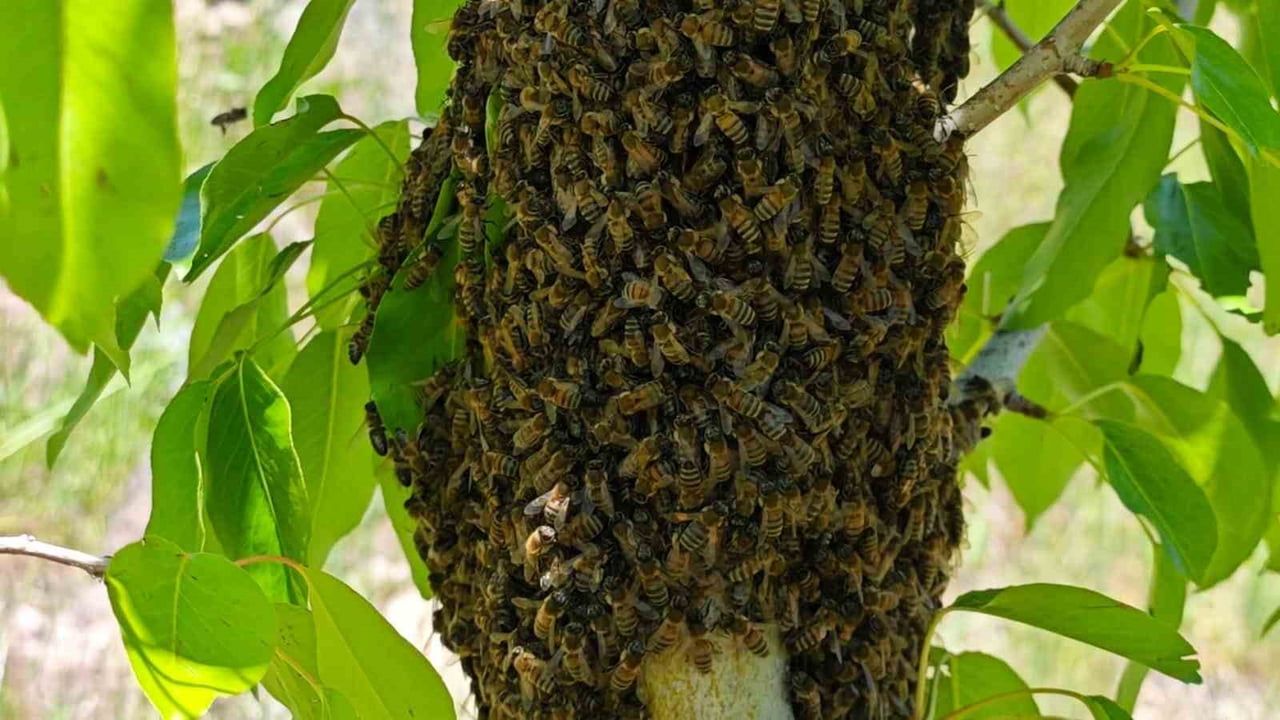 Malatya Akçadağ'da bin 600 rakımda armut ağacına oğul atan binlerce arı