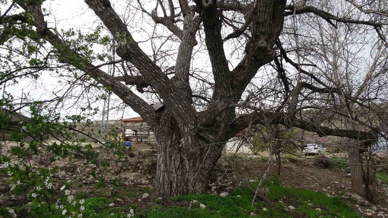 Malatya Akçadağ'da yaklaşık 270 yıllık ceviz ağacı nesiller boyu korunuyor