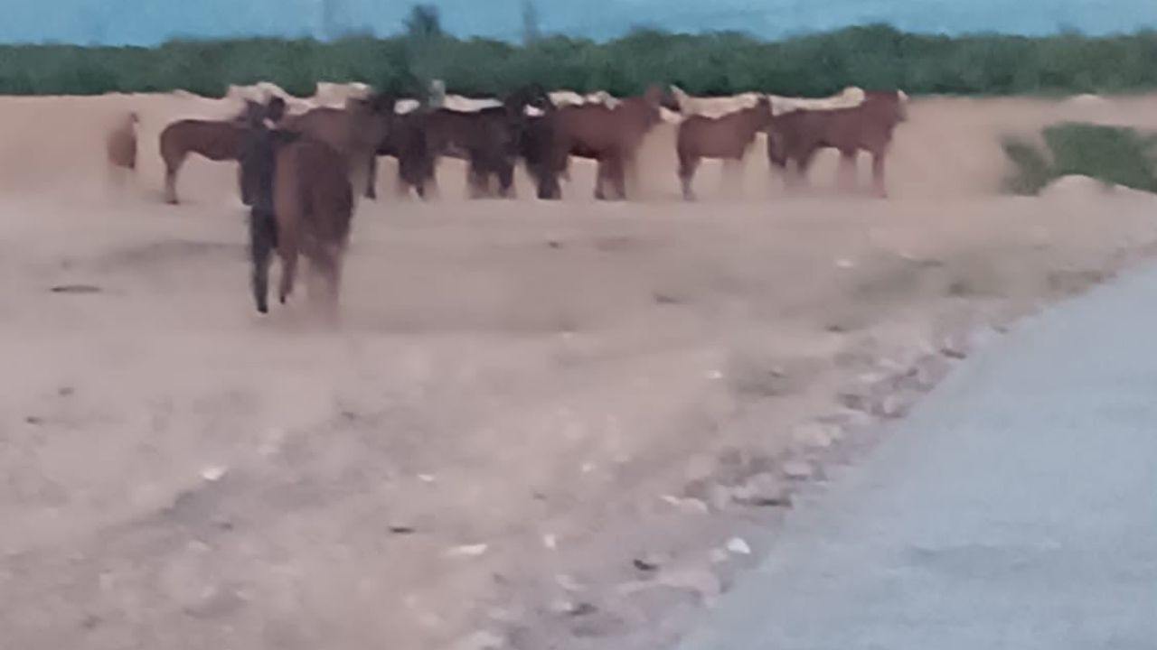 Malatya'da Çiftlikten Kaçan Onlarca At Alarm Verdi — 5 At Kayıp, Arama Sürüyor