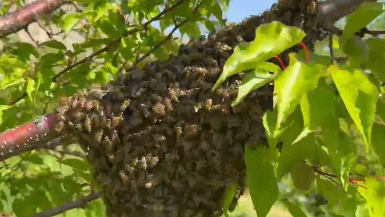 Malatya'da yağış sonrası güneşli havayla arıların oğul verme hareketliliği arttı