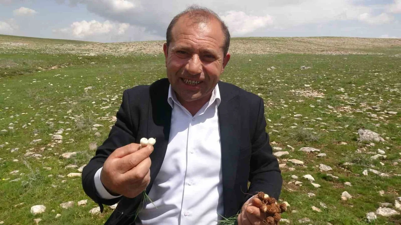 Malatya'da yüksek rakımlı bölgelerde çiğdem üretimi: Festival hazırlığı ve ekonomik katkı