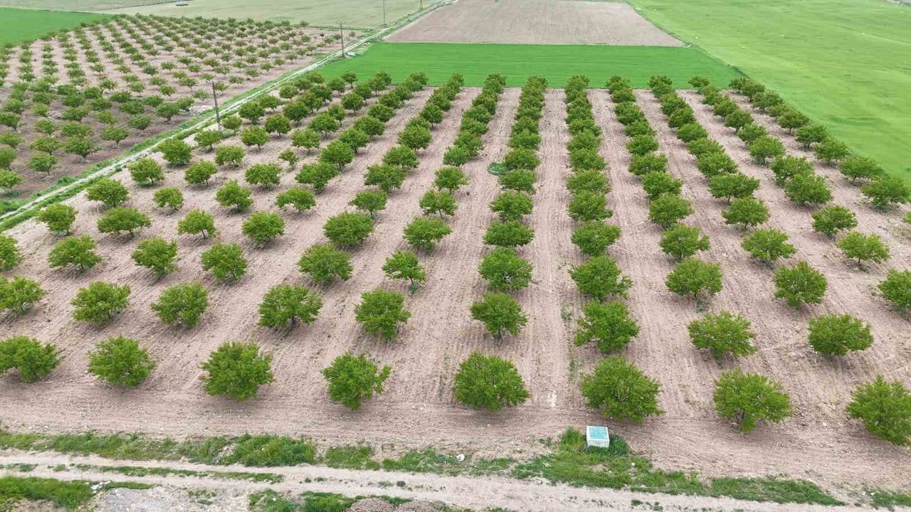Malatya'da zirai don ve değişen iklim koşulları kayısı verimini düşürdü